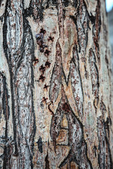 old tree closeup and wood texture