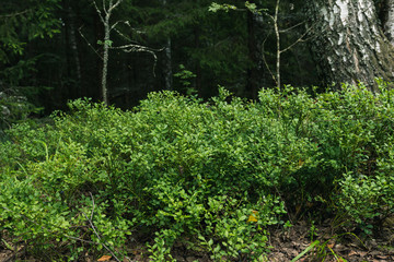 Closeup of blueberry bushes in a forest, early summer
