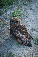 This short-eared owl, which I met in Siberian taiga forest 