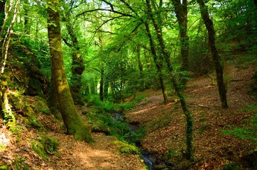 sous bois