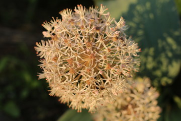 Czosnek karatawski Allium karataviense