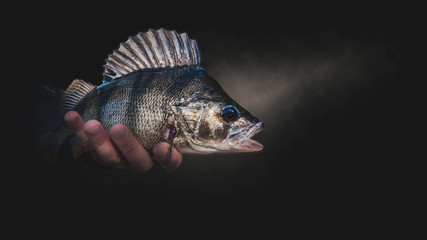 A beautiful perch in the hand of a fisherman. On a black background.