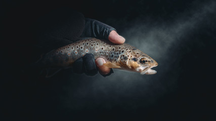 Trout in the hand of a fisherman.