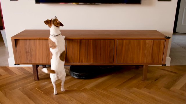 Cute dog barks on TV and jumps at home