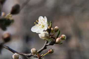 Swall white flowers with tender petals on the tree branch