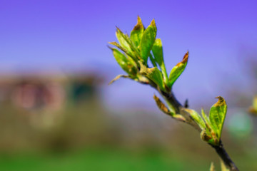 insect, beetle creeps on a branch of a plant, tree on a sunny day