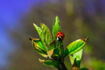 insect, beetle creeps on a branch of a plant, tree on a sunny day