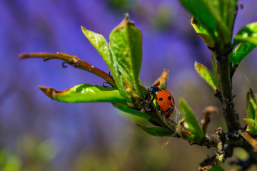 insect, beetle creeps on a branch of a plant, tree on a sunny day