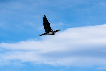 Flying bird - Akureyri Bay - Golden Circle