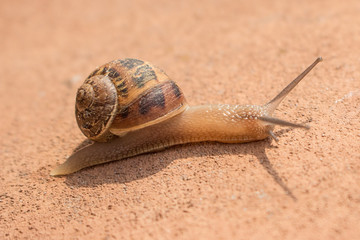 Roman snail (in german Schnirkelschnecke) Helicidae