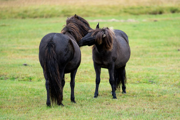 Horses in Iceland, Golden Circle