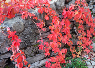 Virginia creeper red leaves on dry stone wall 