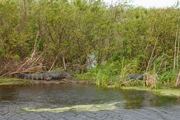 An alligator laying in a grassy Florida swamp sunning itself