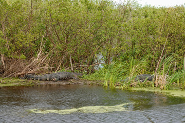 Fototapeta na wymiar An alligator laying in a grassy Florida swamp sunning itself