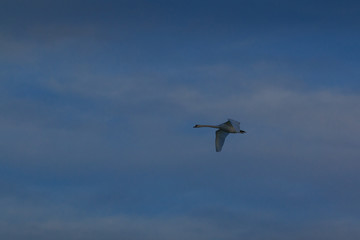 Fliegender Schwan