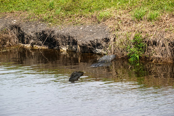 An alligator laying in a grassy Florida swamp sunning itself