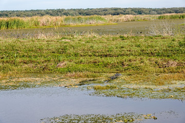 An alligator laying in a grassy Florida swamp sunning itself