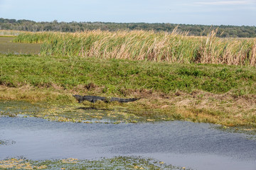 An alligator laying in a grassy Florida swamp sunning itself