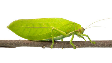 leaf mantis isolated on white background