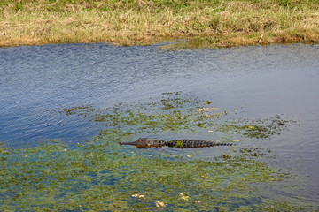 An alligator laying in a grassy Florida swamp sunning itself
