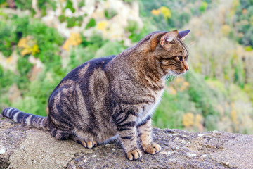 Beautiful tabby cat