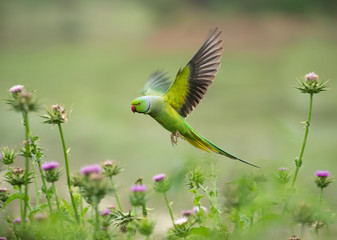 Rose ringed parakeet 
