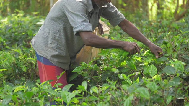 local worker mam in shirt gathers various green leaves holding white bag in dense forest slow motion. Concept agriculture environment