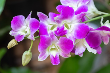 Fototapeta na wymiar Orchid flower in orchid garden at winter or spring day for beauty and agriculture concept design. Dendrobium Orchidaceae.