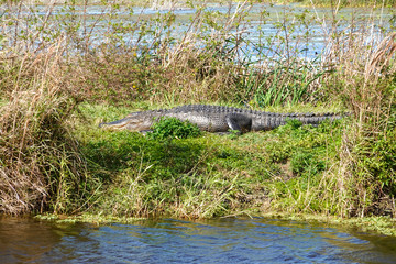 An alligator laying in a grassy Florida swamp sunning itself