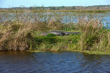 An alligator laying in a grassy Florida swamp sunning itself