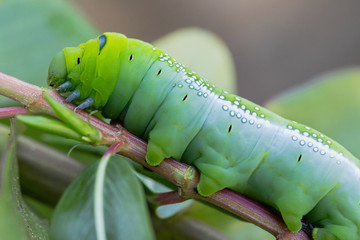 Caterpillars worm on the stick tree in nature and environment.