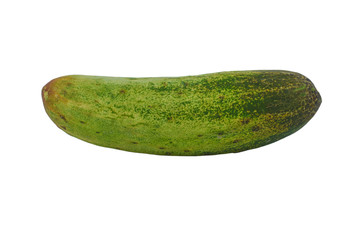 A green colored fresh medium size cucumber isolated in a white background