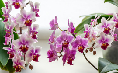 Naklejka na ściany i meble Soft focus of beautiful branches of mini orchids Brother Pico Sweetheart and Sogo Vivien. Phalaenopsis, Moth Orchid are on white blurry background. Lovely idea for any design. Place for your text