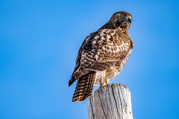 Red Tail Hawk