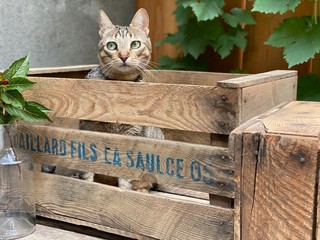 Le chat des caisses