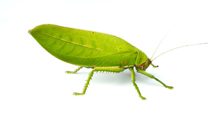 leaf mantis isolated on white background