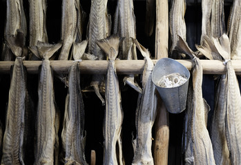 Drying cod fish in winter. Reine fishing village, Lofoten islands, Norway