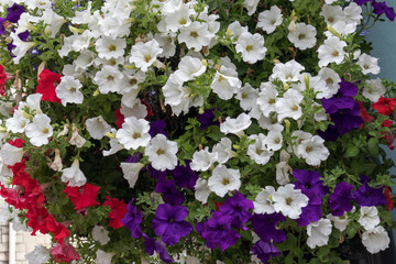 Hanging baskets laden with flowers in Windsor