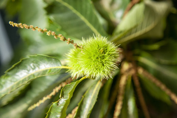 flowers and hedgehog of the chestnut