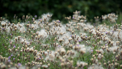 Obraz premium Masses of seeds being produced by Melancholy Thistles (Cirsium heterophyllum)