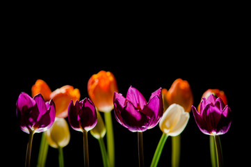 bunte Tulpenblüten, kräftig leuchtende Farben, schwarzer Hintergrund, close-up