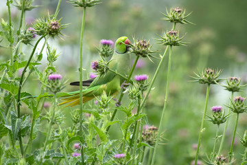 Rose ringed parakeet feeding 