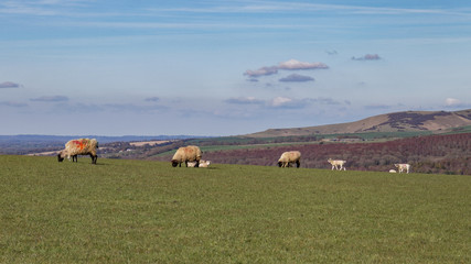 Fototapeta na wymiar Sheep at Home on the South Downs in Sussex