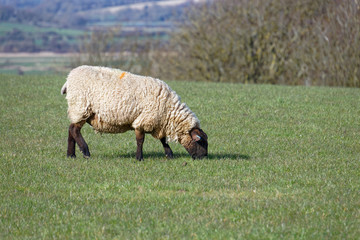 Obraz premium Sheep at Home on the South Downs in Sussex