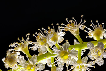 Fototapeta na wymiar Hawthorn, Crataegus monogyna, blossom in spring