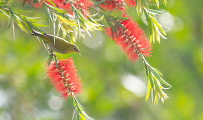 White eye bird  feeding on bottle brush plant 