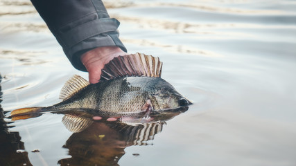 A beautiful perch in the hand of a fisherman. - obrazy, fototapety, plakaty