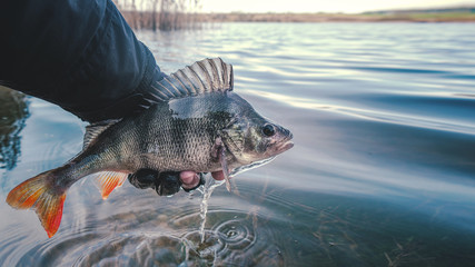 A beautiful perch in the hand of a fisherman.