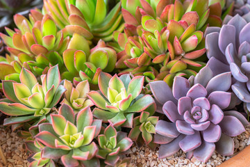 Succulents or cactus in desert botanical garden for decoration and agriculture design.