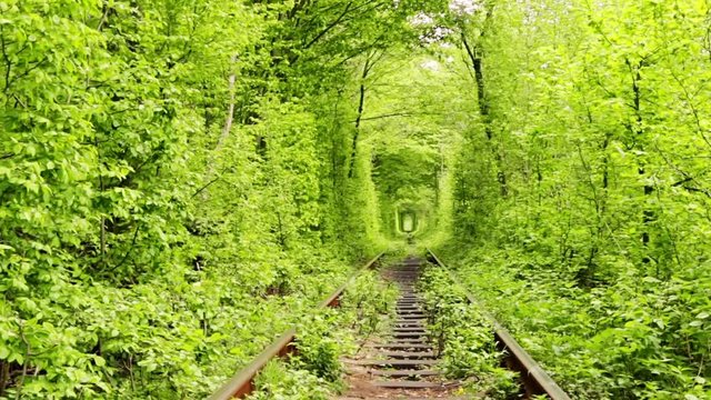 Railway Rails in Summer Green Tunnel